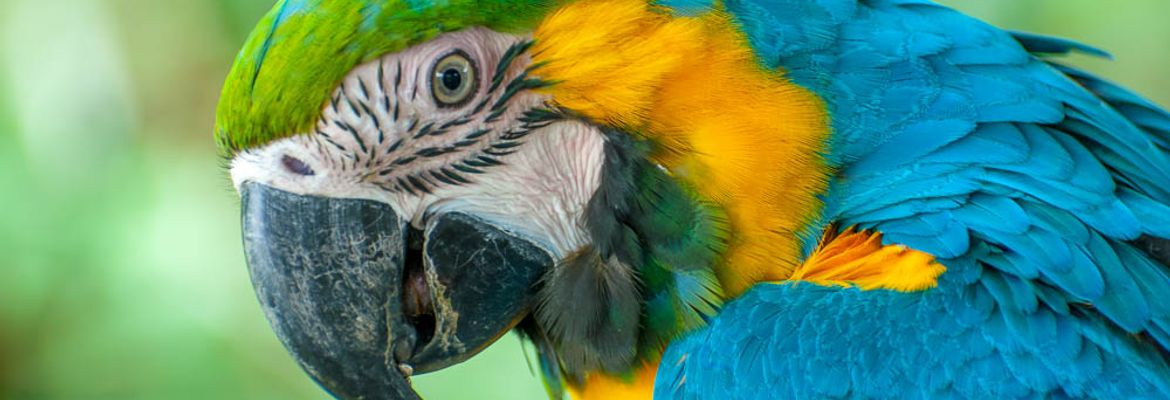 scarlet macaw waterfallgardens