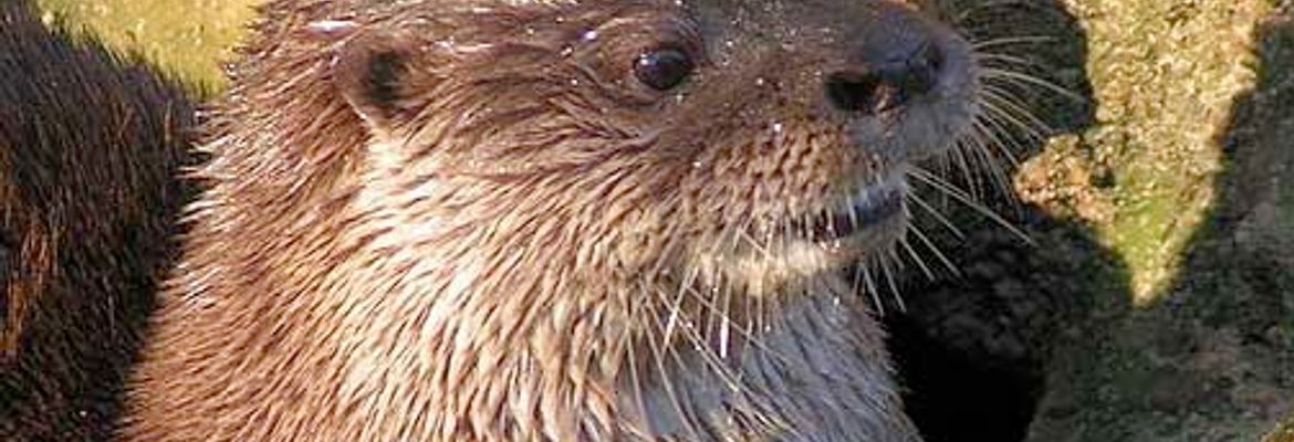 river otter