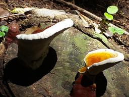 mushrooms samara trails 11