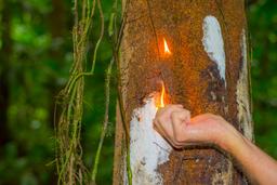 turpentine tree in los patos trail