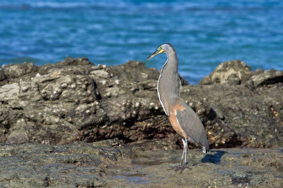 Tiger Heron at Cabo Blanco Reserve