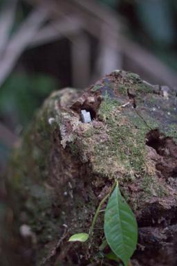 tree trunk envision festival costa rica