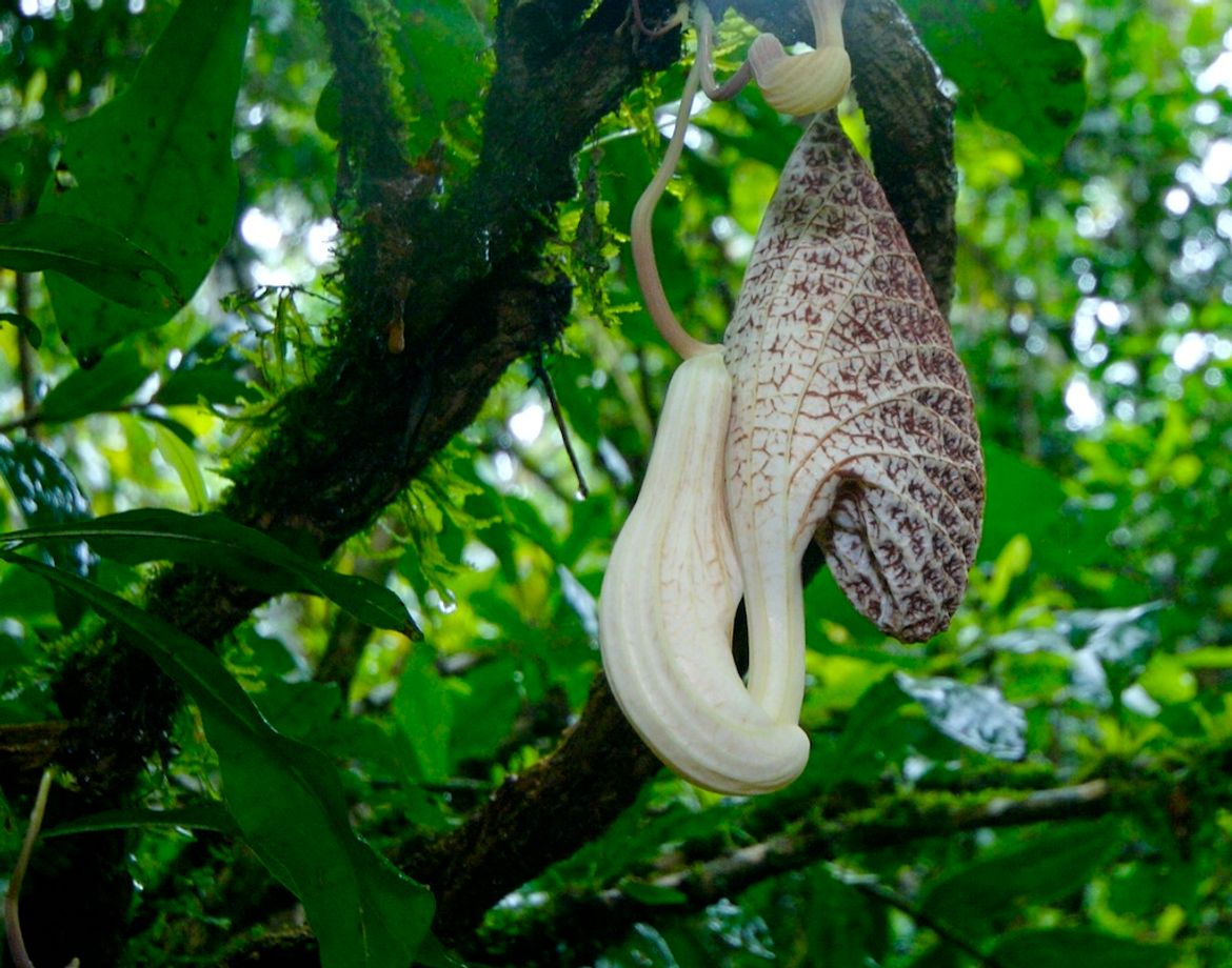 Pitcher Plant at the Bribri Indigenous Reserve
