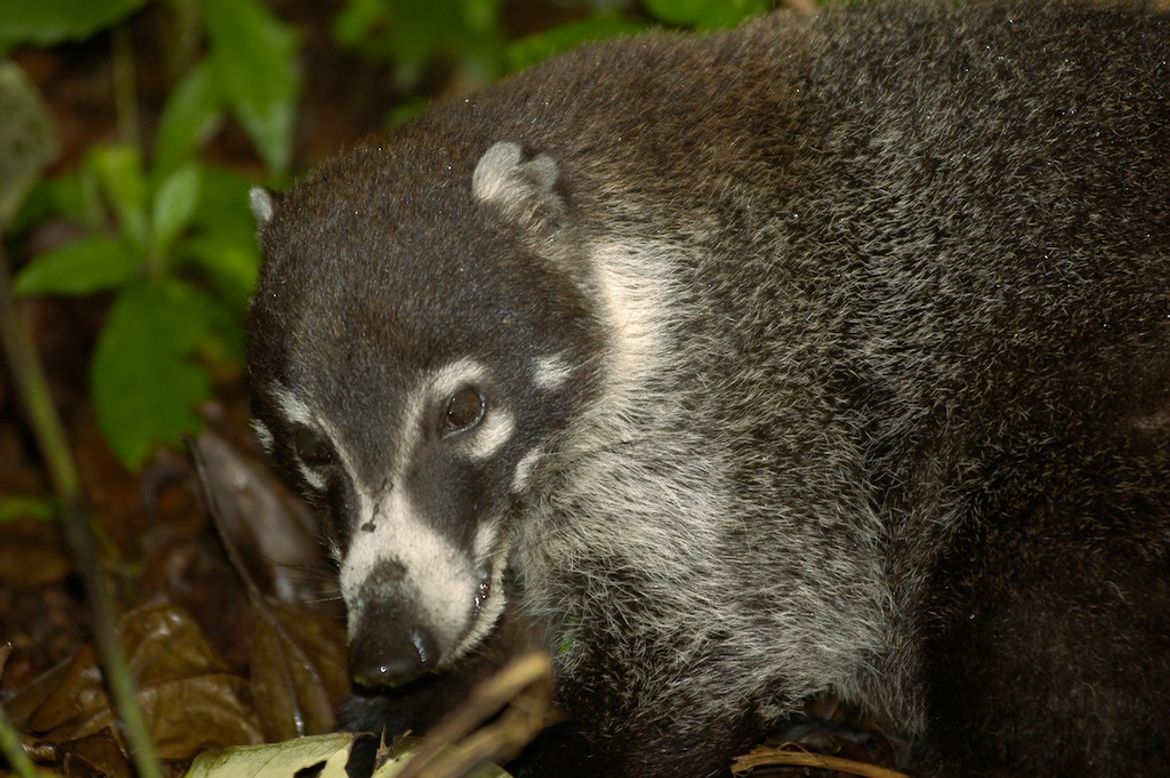 Coatimundi Close-up at Monteverde Cloud Forest