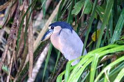 cano negro boat billed heron