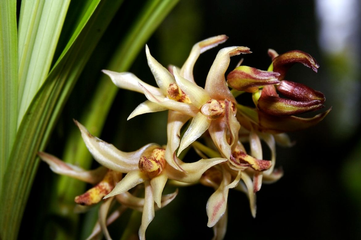 Orchids at Lankester Botanical Garden