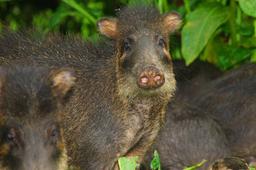 peccaries corcovado national park 2