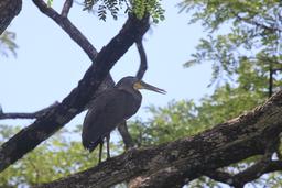 bare throat tiger heron 8