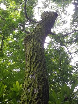 jobo tree body 8