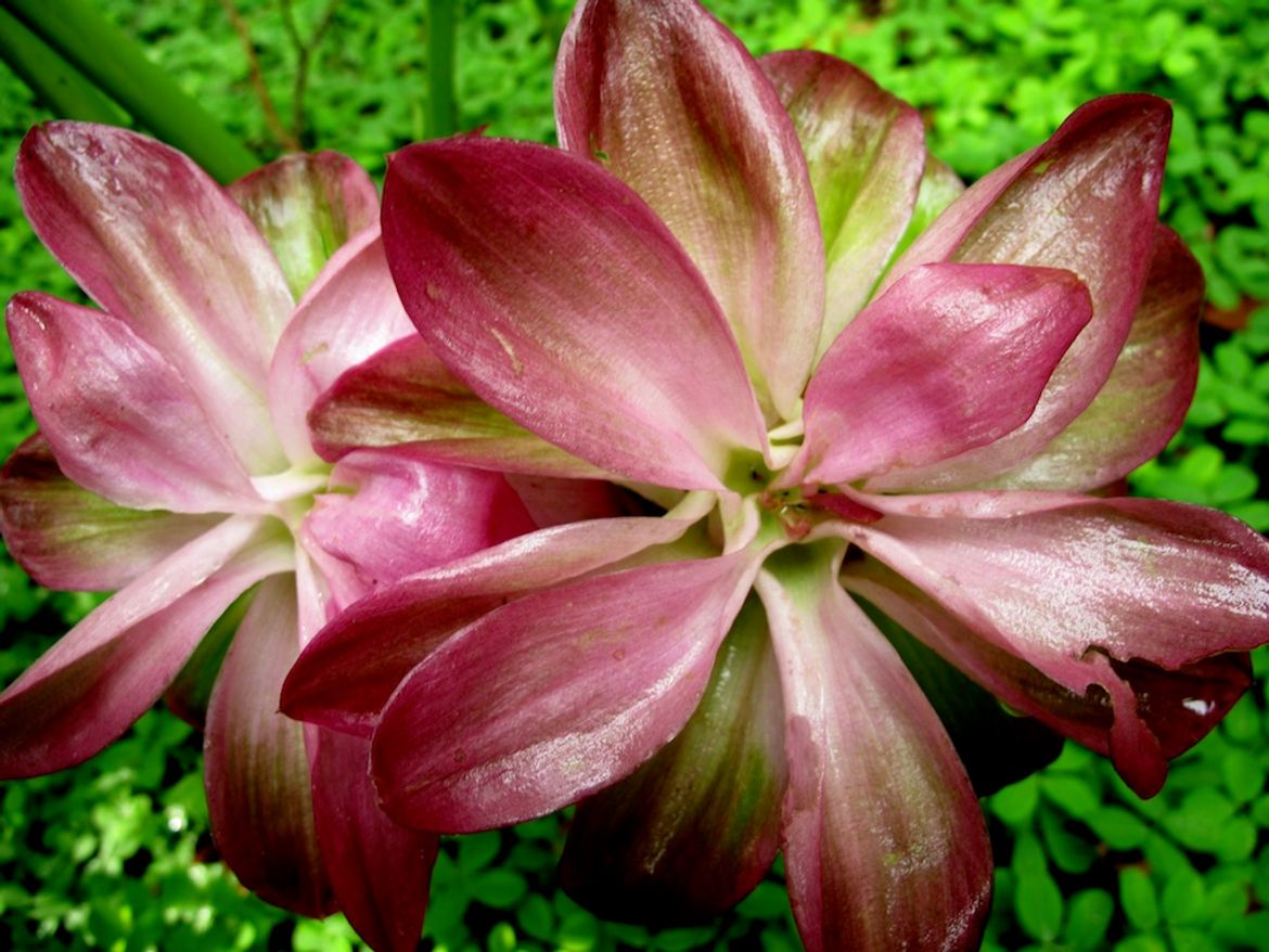 Colorful Blooms in Playa Nicuesa