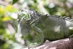 green iguana closeup 10