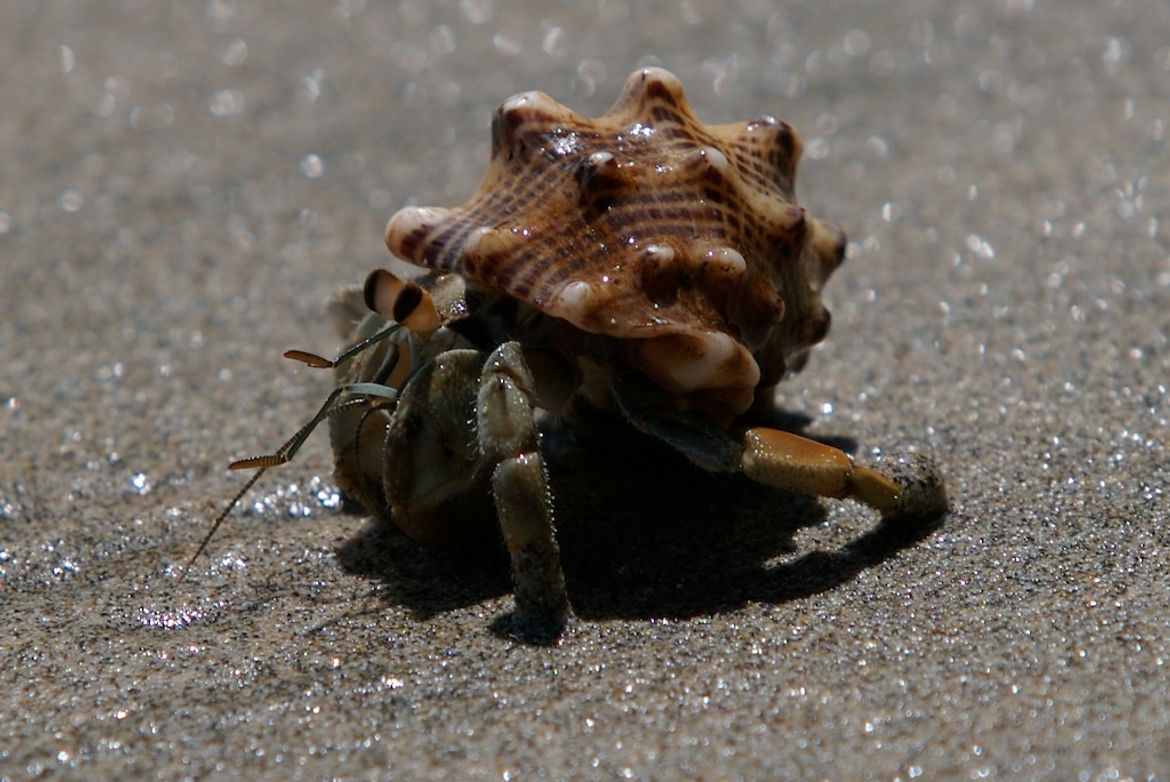 Hermit Crab on the Beach in Papagayo