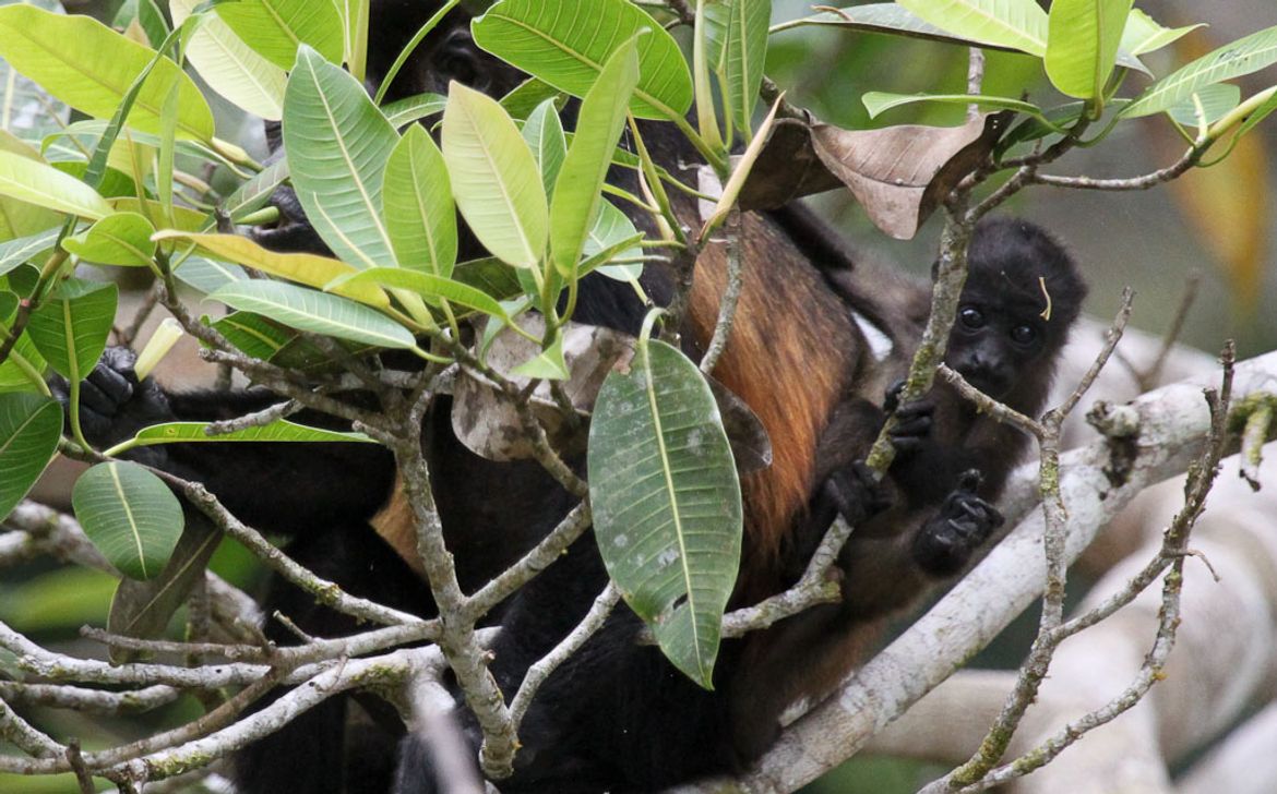 A baby howler monkey hangs off its mother's back  on March 9, 2013. Only the alpha male can mate with females of the troupe.