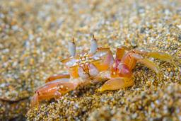 crab on sand looking at the camera
