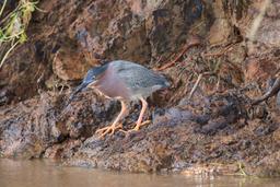 gray young bird on tacoles riverbank