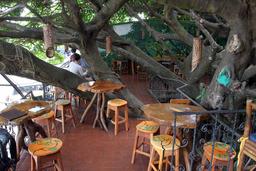 treehouse dining room 1