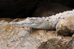 crocodile safari tour young croc 5