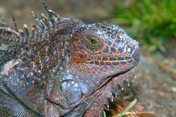 adult green iguana face closeup papagayo