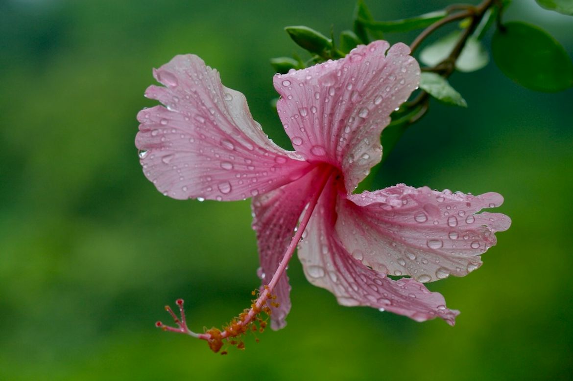 Pink Hibiscus at Casa de las Orquideas