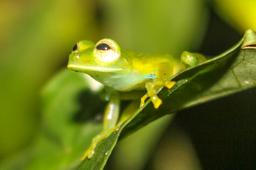 emerald glass frog 3