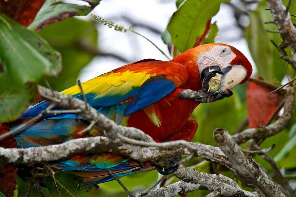 Scarlet Macaw Feasting in Drake Bay