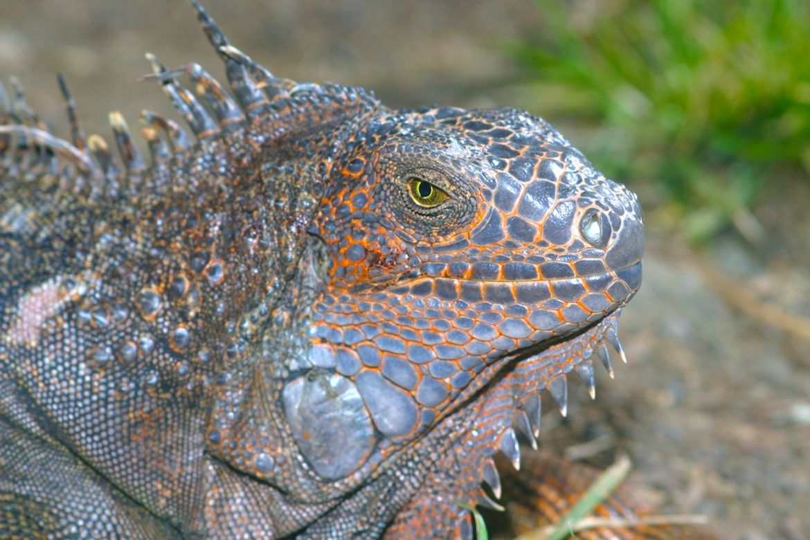 Green Iguana at INBioparque