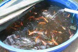 tilapia aquaponics tierrayfuego 19