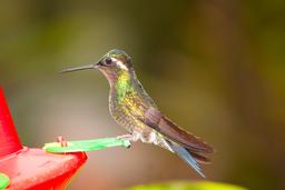 yellow blue hummingbird waterfall gardens