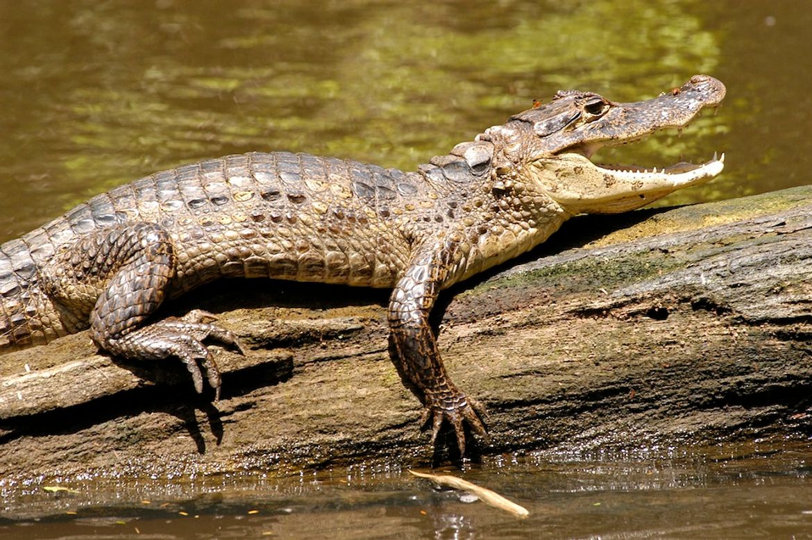Caiman Sunning in Tortuguero