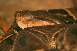 fer de lance waterfall gardens 01
