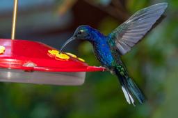 blue hummingbird monteverde