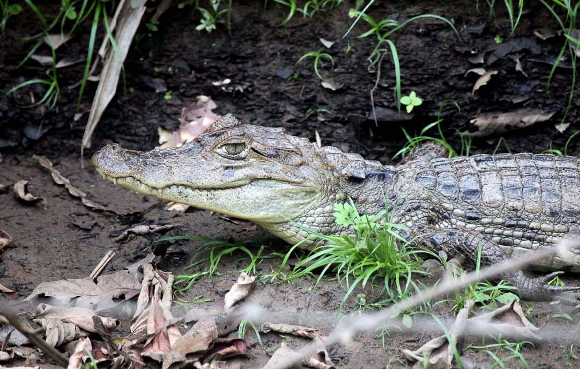 A baby caiman basks in the sunlight on the shore on March 9, 2013. Caimans grow up to 13 feet, feed on fish and are less aggressive than alligators or crocodiles.