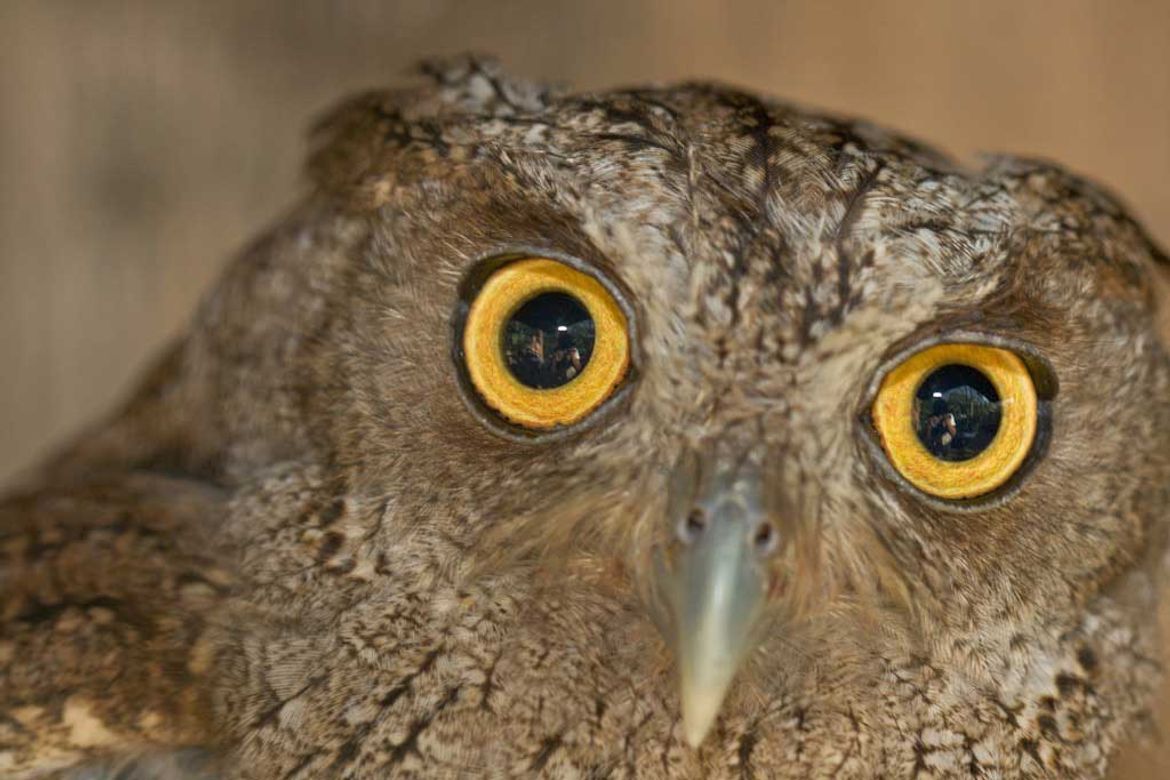 Screech-owl at La Selva Wildlife Refuge