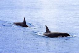 pair of orcas srake bay 2