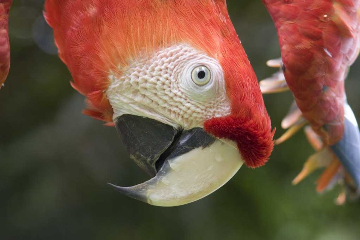 Scarlet Macaw at Carara National Park