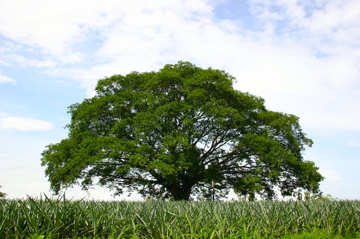 Guanacaste Tree