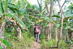 la leona second growth forest