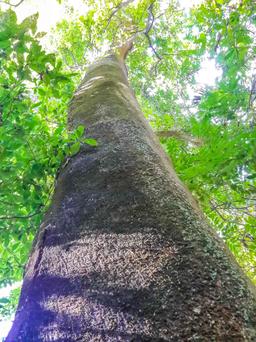 tall tree cabo blanco reserve