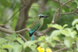 turquoise browed motmot profile 9