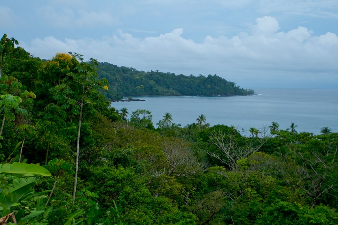 Verdant Coastline of Drake Bay
