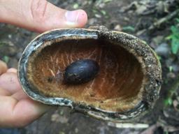 guanacaste seed samara trails hike 6