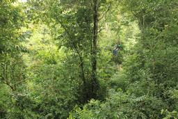 titi canopy tour guide in forest 3