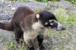 coatmundi on the road arenal mountain bike