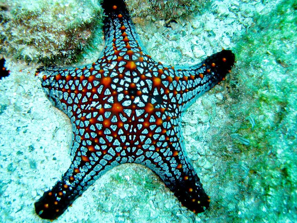 Starfish at the Catalina Islands