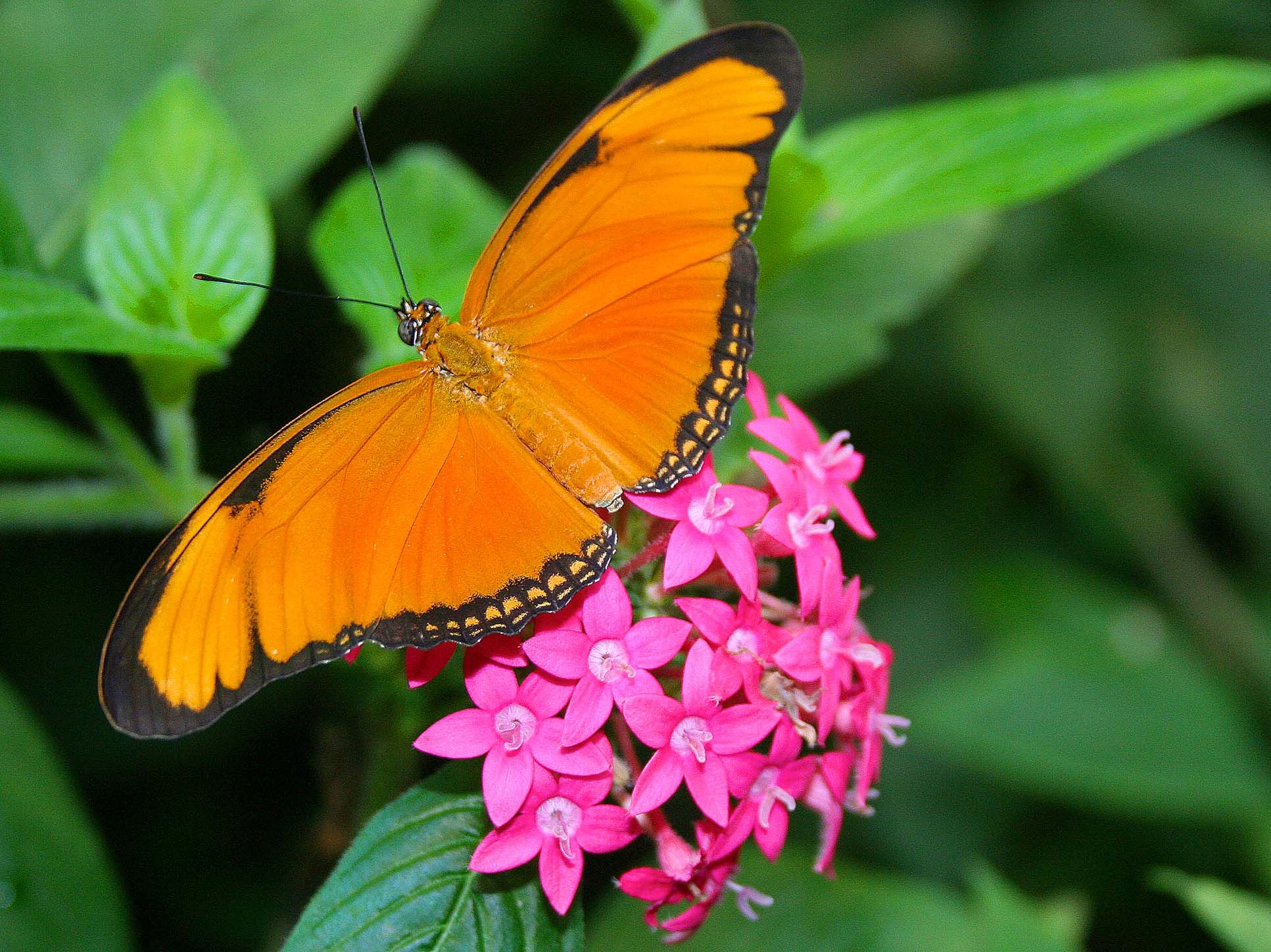 orange julia butterfly la paz