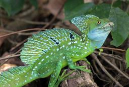 tortuguero in pictures emerald basilisk 19