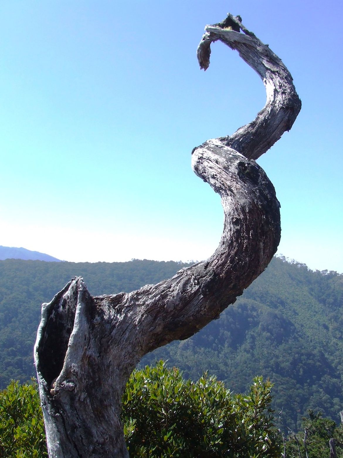 Weathered and Twisted Trunk