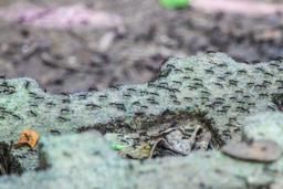 ants on steps cabo blanco reserve