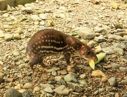 osa animal sanctuary tour page paca 8