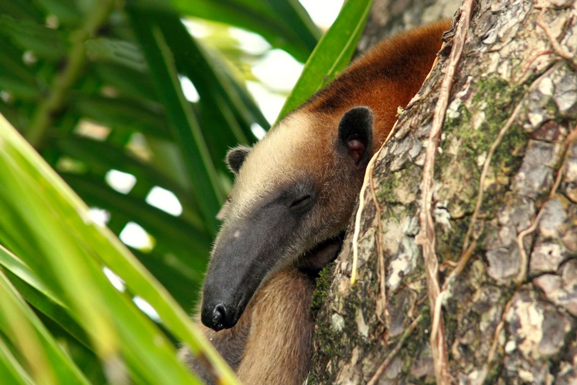 Anteater at Corcovado National Park